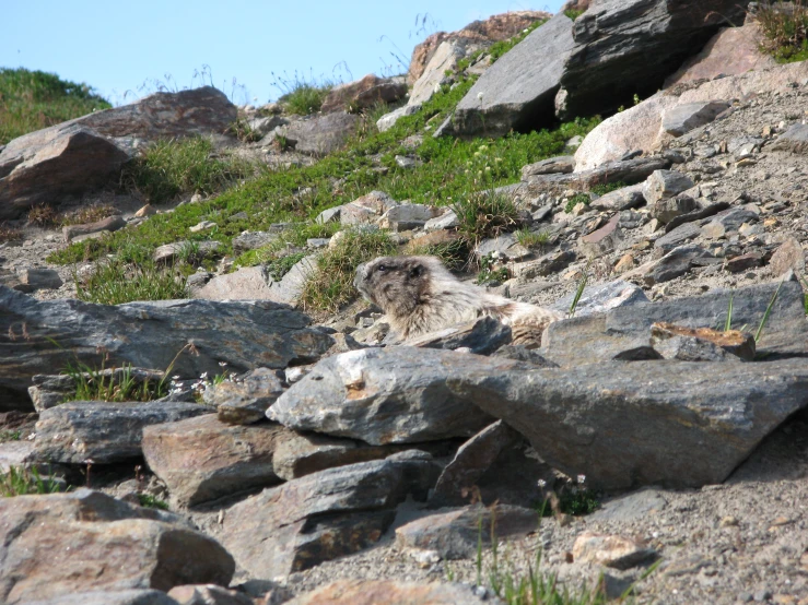 a dog sitting on a rocky trail in the mountains