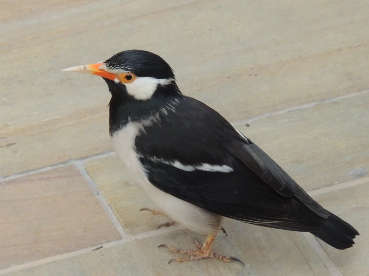 a black bird with white spots and a red beak