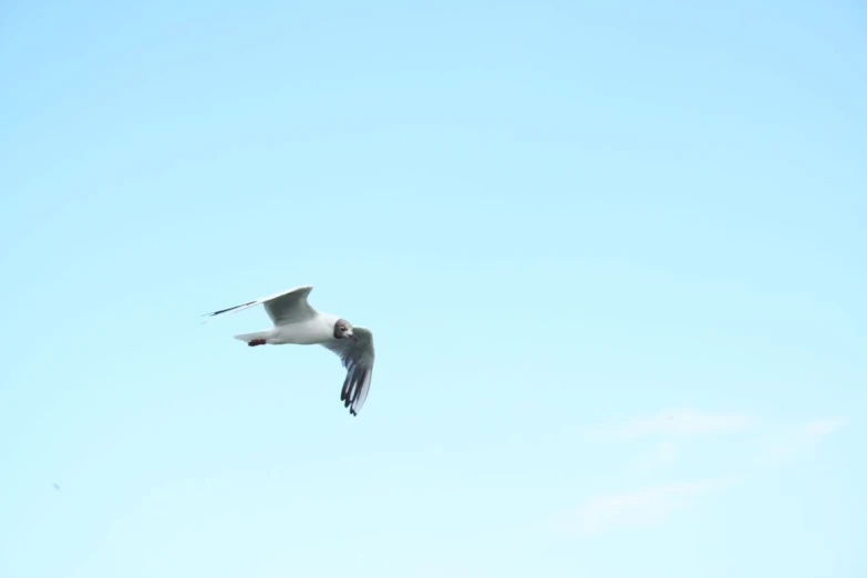 a bird flying in a clear blue sky