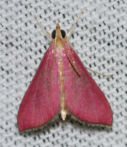 a pink moth that is on a fabric
