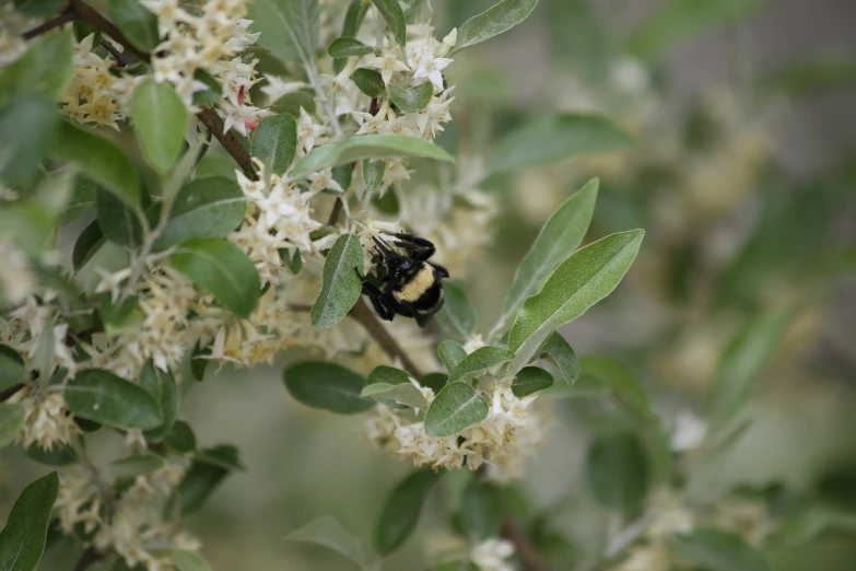 a black and yellow insect is in the nches of a tree