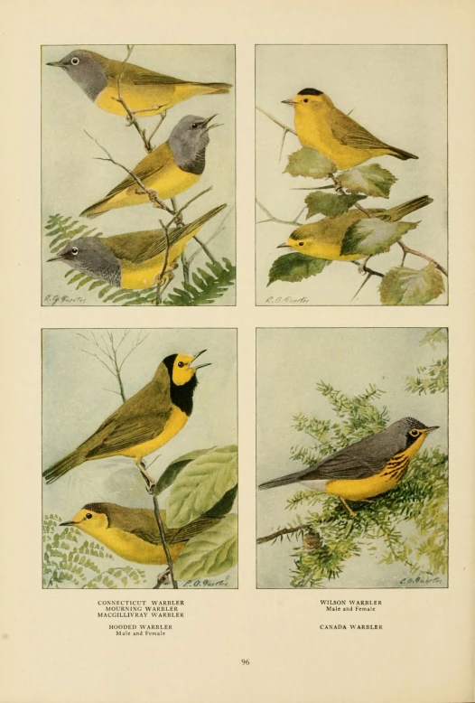 four birds on different positions standing on a tree