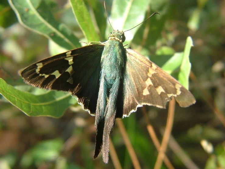 a erfly perched on the side of a green leaf