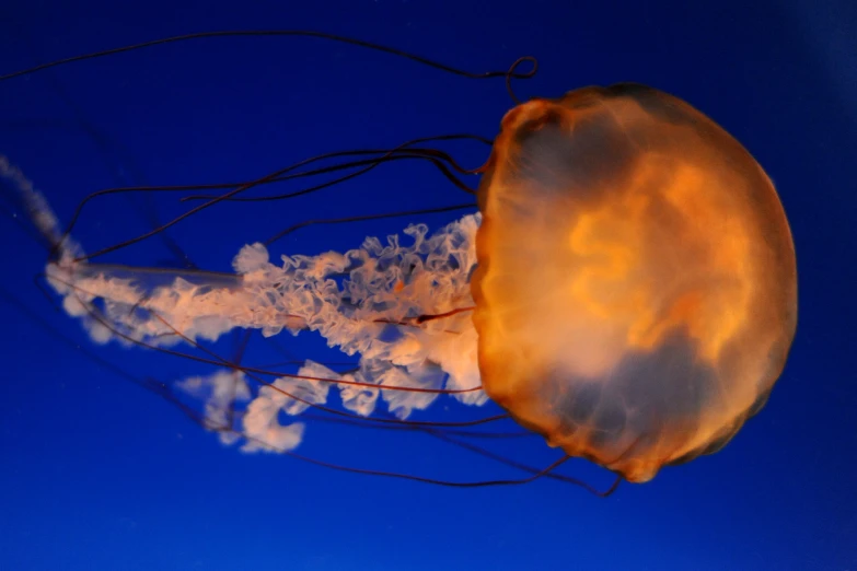 an orange jellyfish swimming across a blue sky