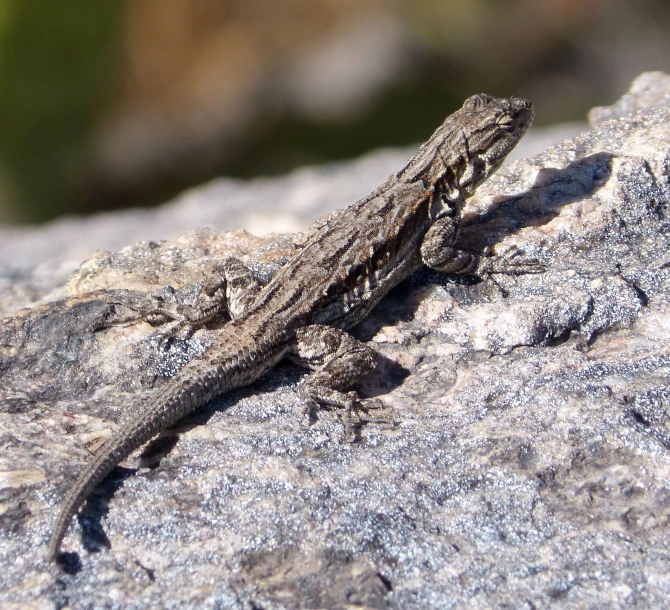 a lizard laying on a rock outside