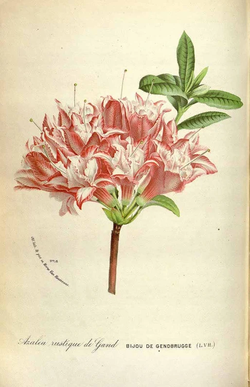 a drawing of two pink flowers on a white background