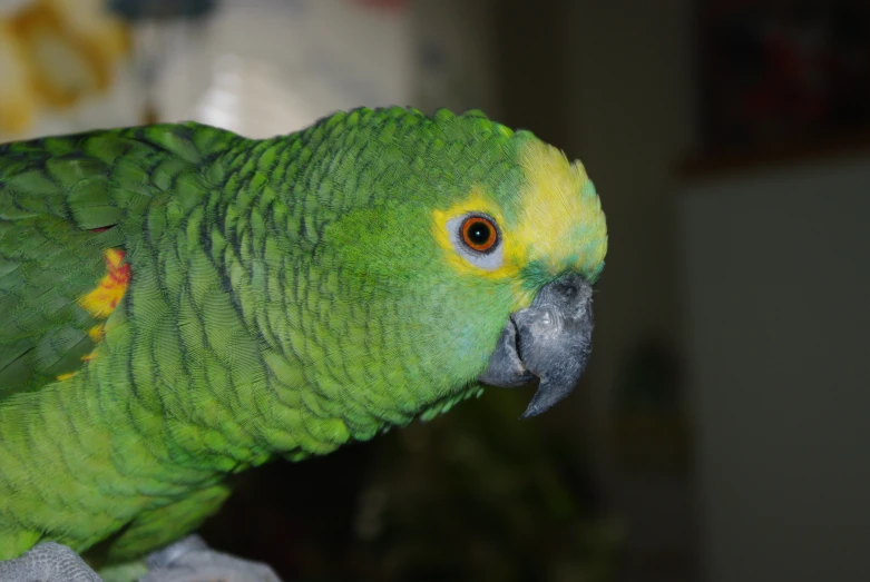 a green bird with bright yellow spots standing on its head