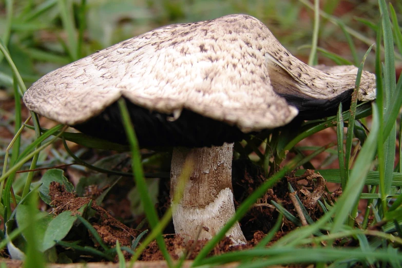 a mushroom with a black under head is sitting in the grass
