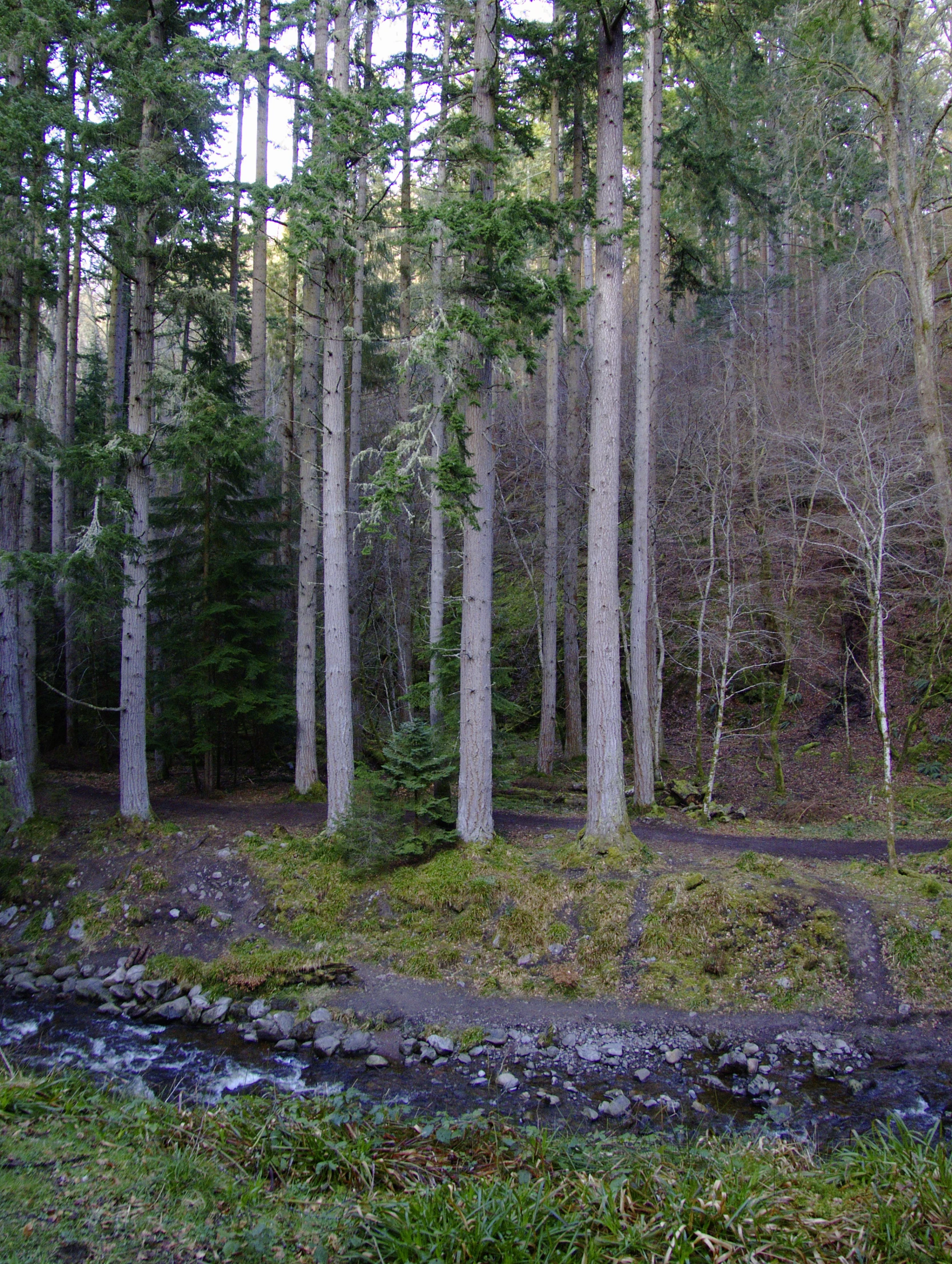 the woods have a small stream running between them