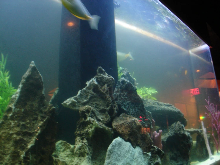 large fish swimming around some rocks and bushes