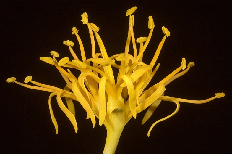 a large yellow flower sitting on top of a table