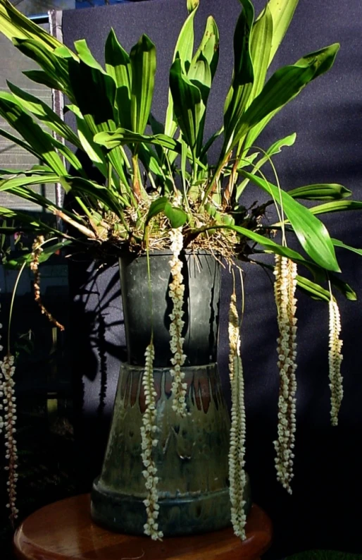 some very pretty looking plants on a stand