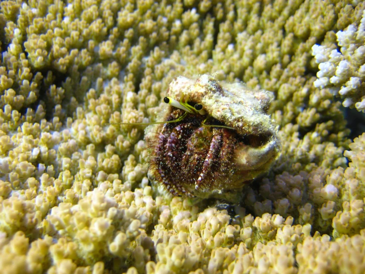 close up of a sea spider crawling among vegetation