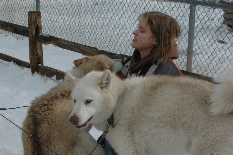 a woman walking a large white husky dog