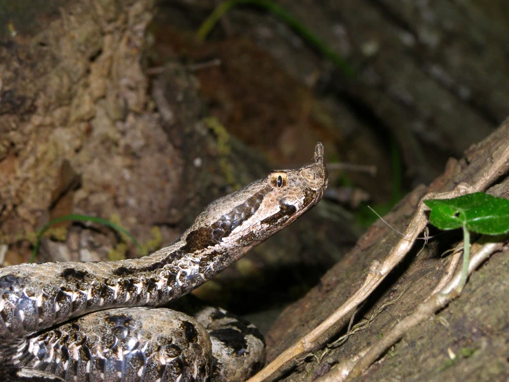 a large snake is laying on a nch