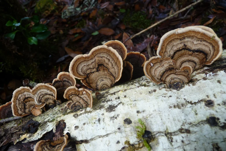 small group of mushrooms growing on a tree trunk