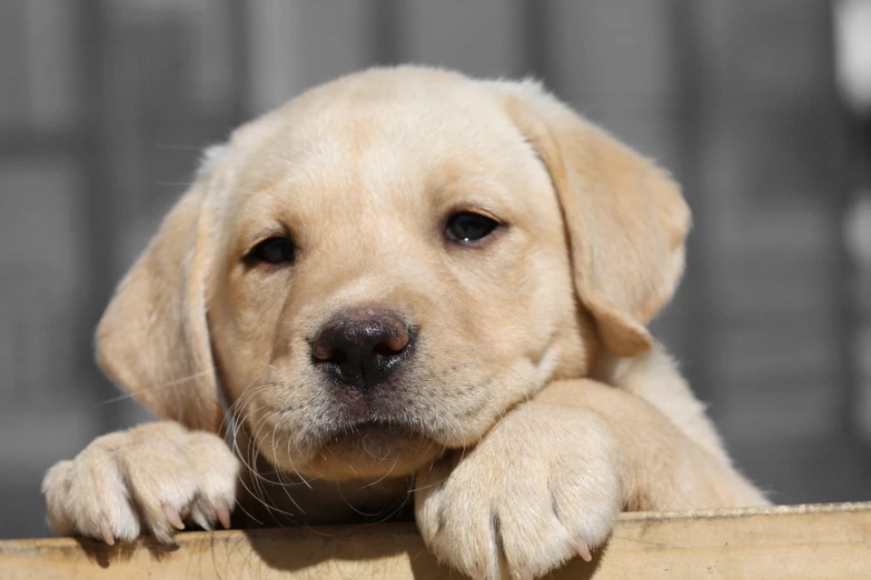 a small dog is looking at the camera while peeking over a piece of wood