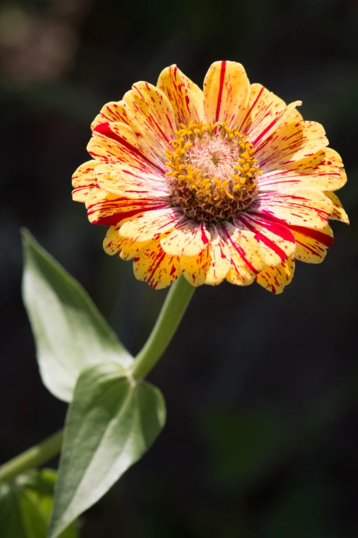 there is a red and yellow flower that is in the foreground