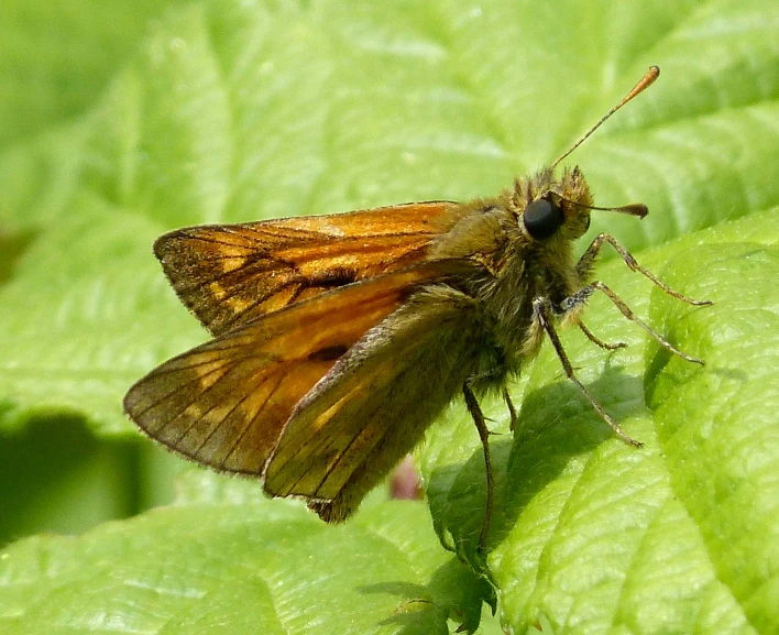 a erfly on some leafy green leaves