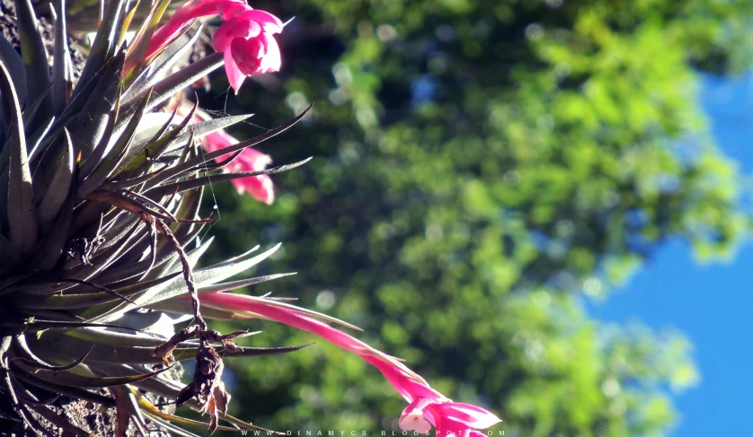 a green tree with some pink flowers growing