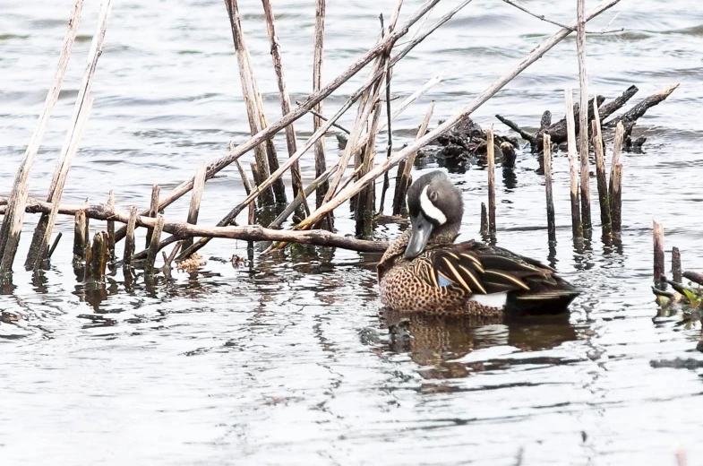 two ducks sit on the bank in the water