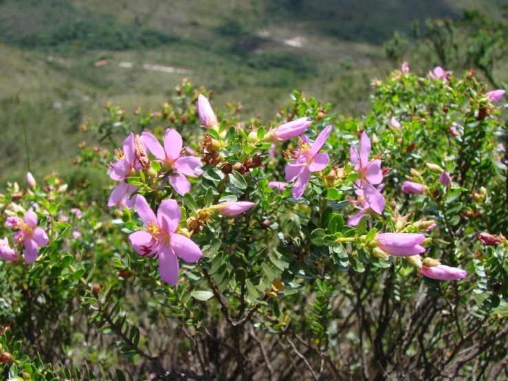 some purple flowers on the side of a hill