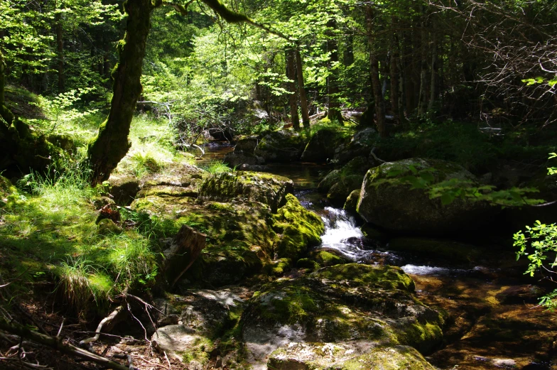 a river flowing through a lush green forest