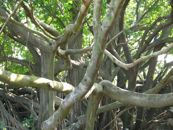 several tree limbs, covered with leaves and roots