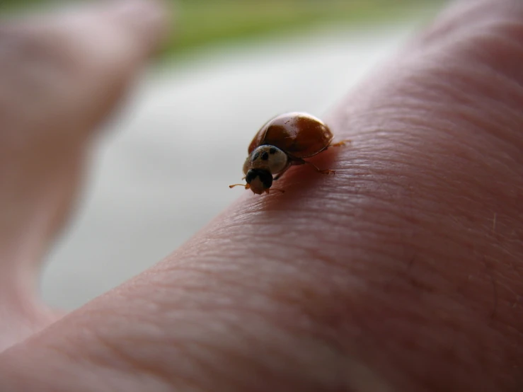 a ladybug sits on a person's finger as it bites the fingers