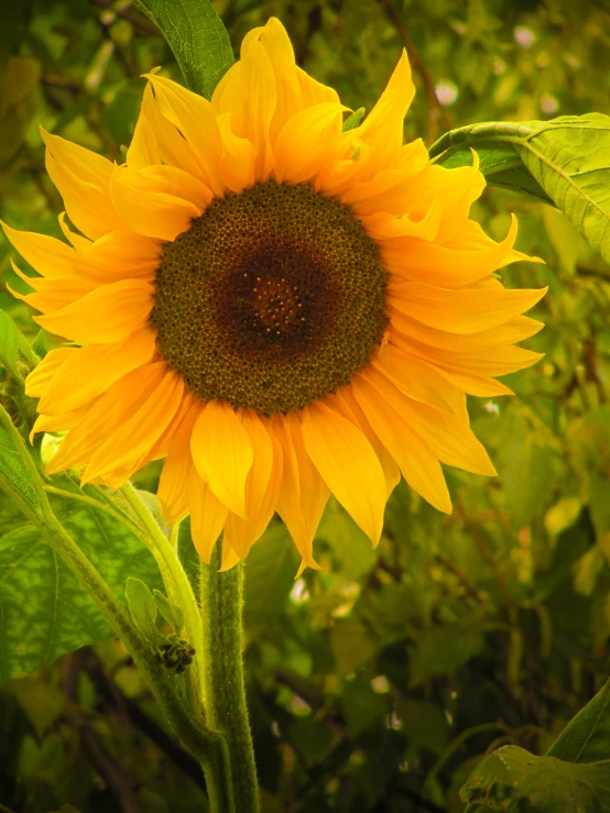 a large sunflower sits near some leaves