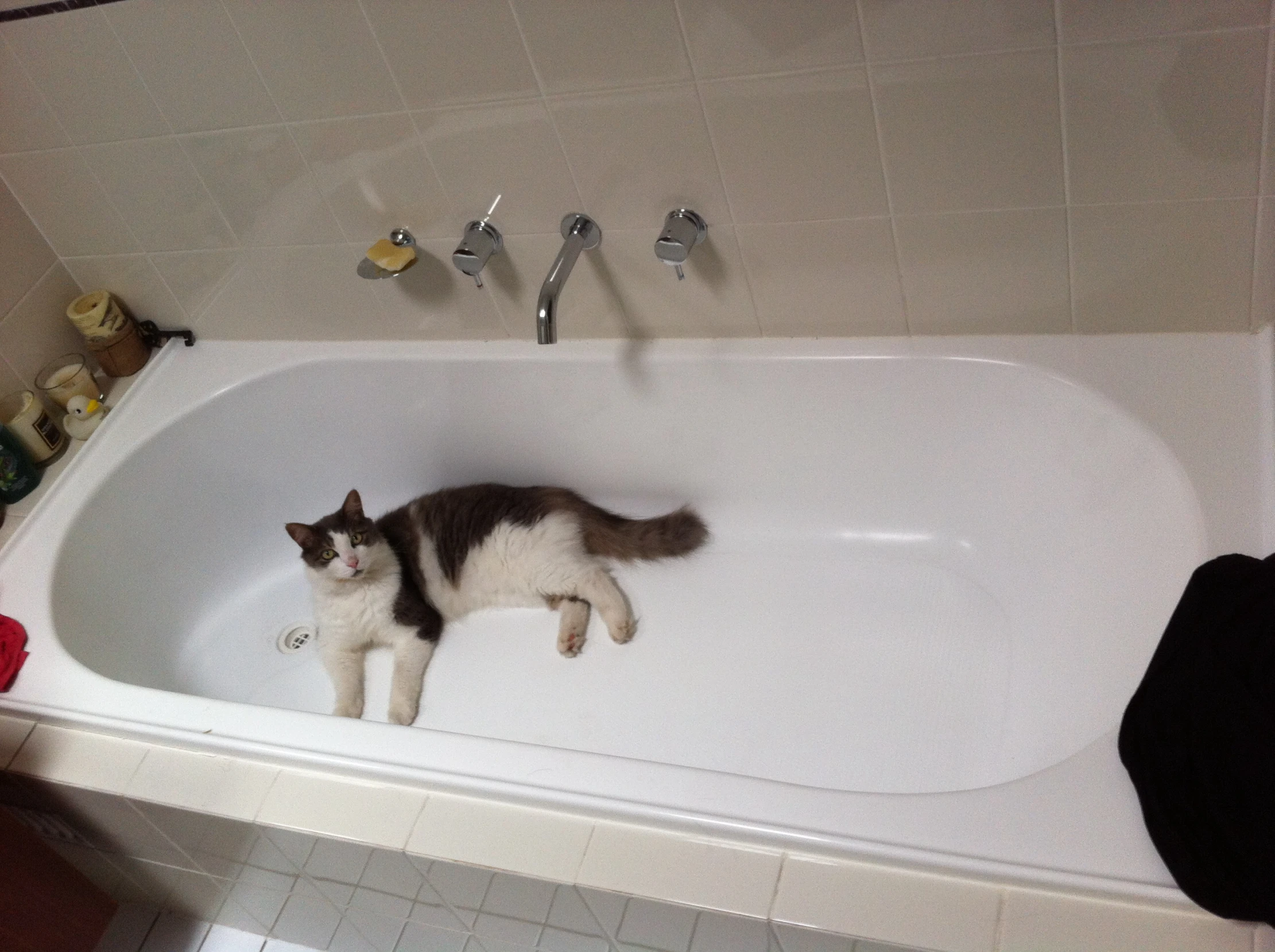 a cat is sitting in a white bath tub