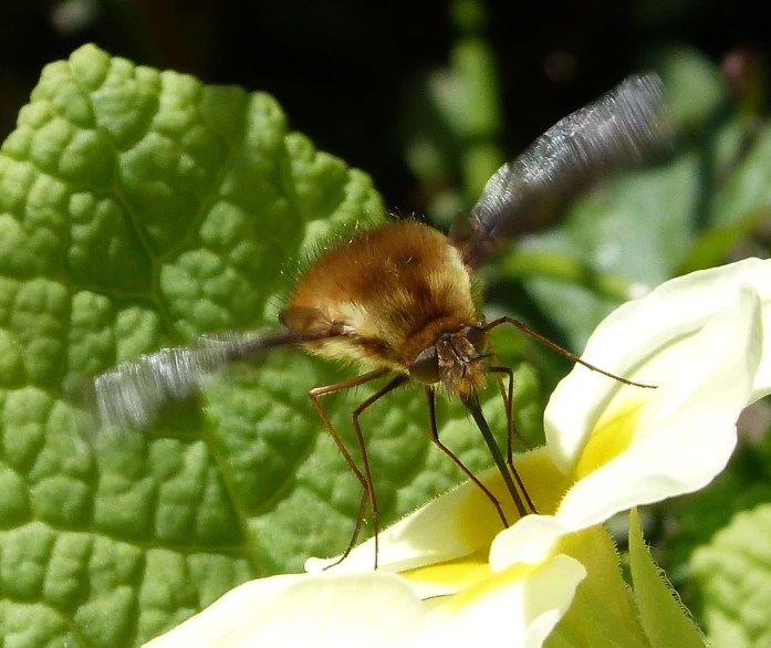 a brown insect resting on a flower with leaves