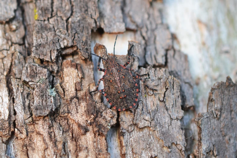 there is an insect on the tree bark