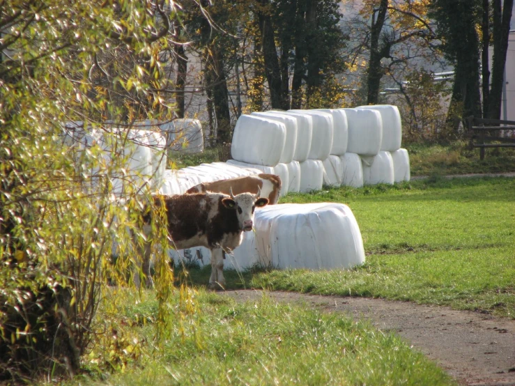 some cows are standing by some hay bales