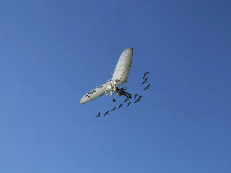 several birds are flying next to a large kite