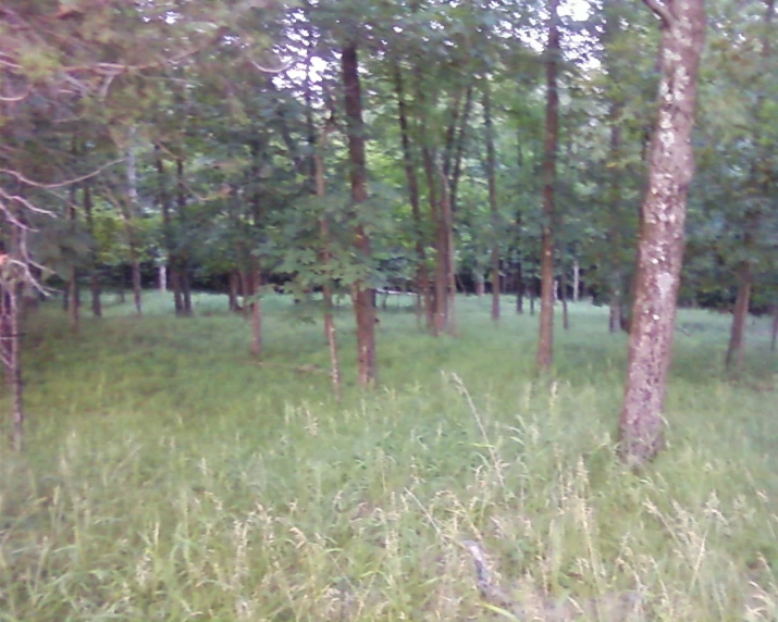 a wooded area with trees and grass in the foreground