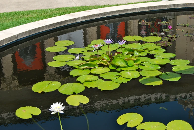 green lily leaves float on the pond's surface