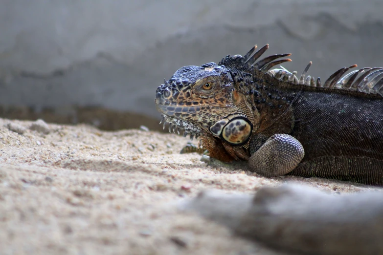 a very cute looking lizard in a zoo