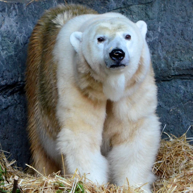 the large polar bear is standing on straw