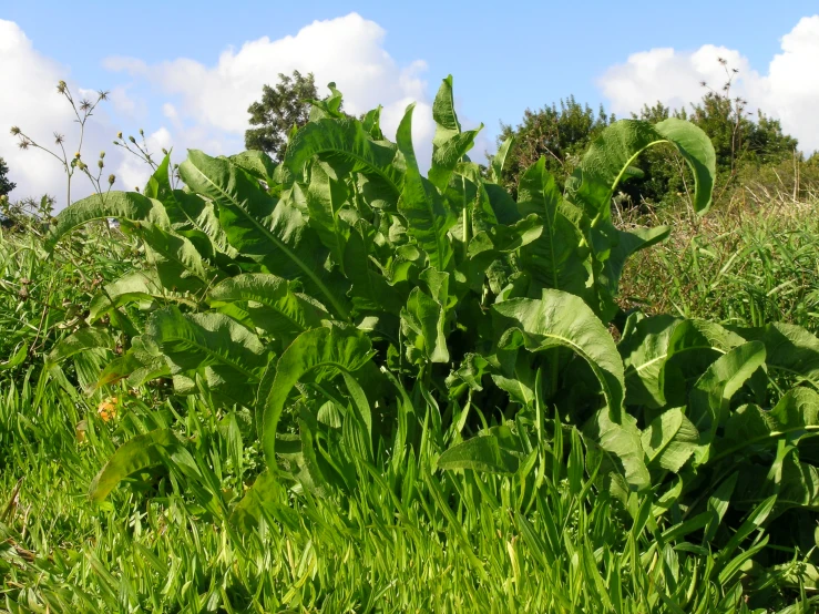 green grass and bushes in a field with blue skies in the background