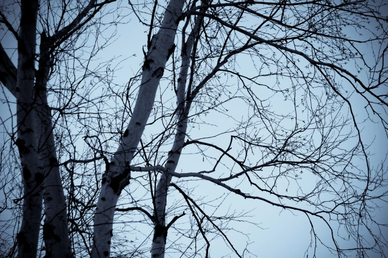 two trees in front of a white and blue sky