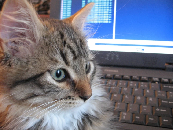 there is a small cat sitting in front of a laptop computer