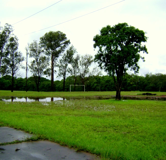 green grass with trees and a water area