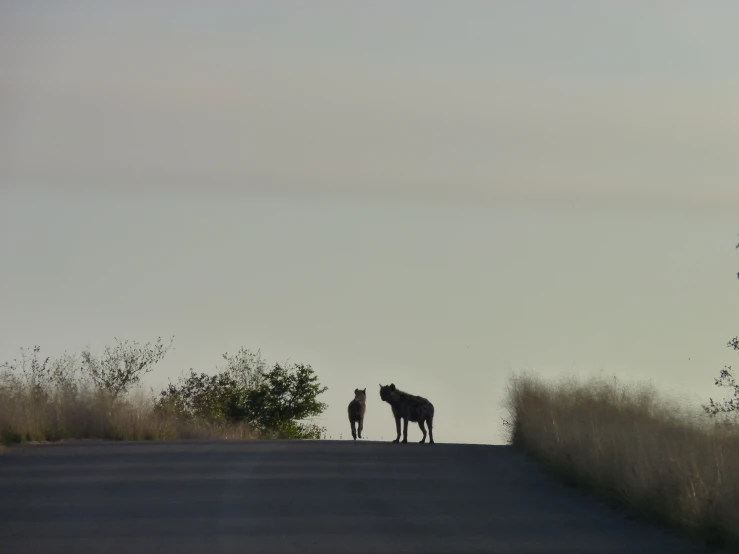 two animals are standing on the side of the road