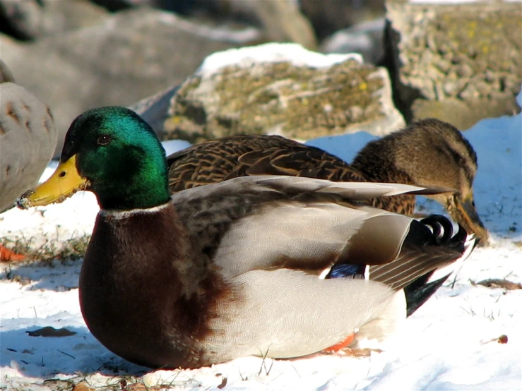 ducks standing on the snow in front of rocks