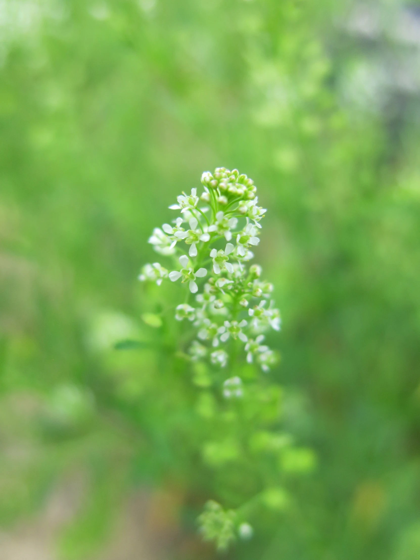 a plant that is standing up in a tree