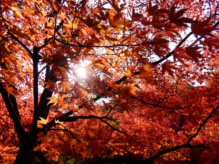 a bright sun is shining through a group of trees