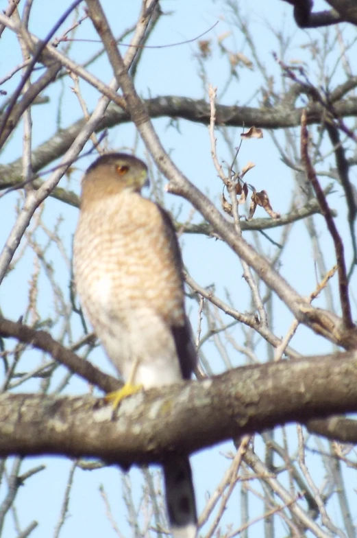 the bird is perched on a thin nch in the tree