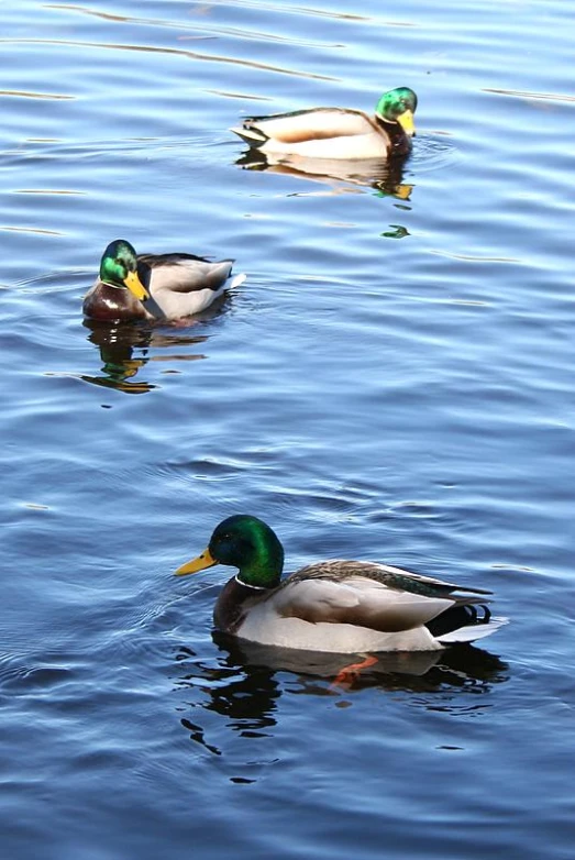 three ducks swimming on the surface of a large body of water