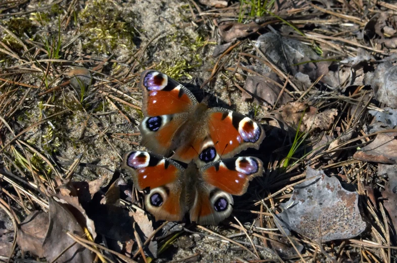 an orange and black erfly with black eyes laying on some brown leaves